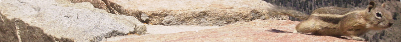 photograph of a chipmunk running along a stone wall